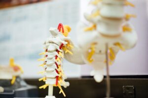 A clinician assesses a person’s back movement beside an anatomical spine model in a bright examination room.